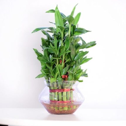 Three layer lucky bamboo in Glass Pot